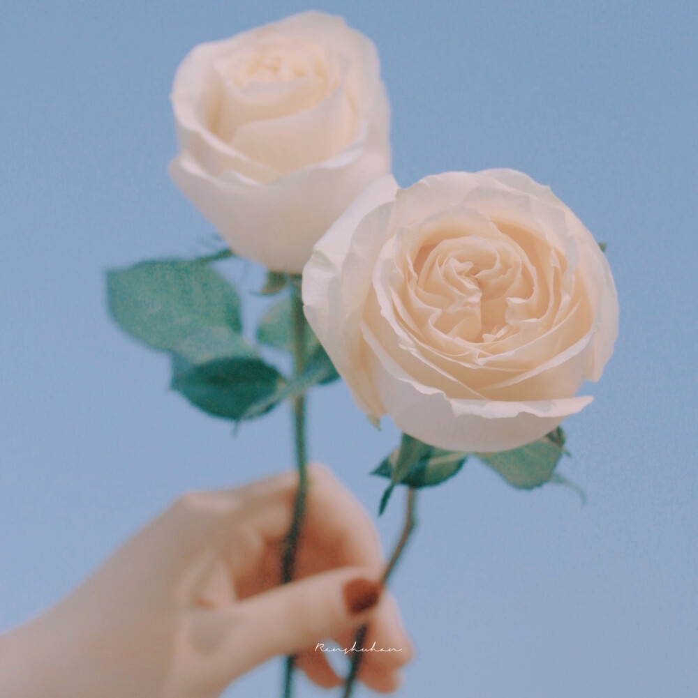  「 我想让风也开花 送你一春的山花烂漫 」
小清新壁纸 