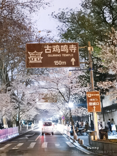 樱花已灿，春风已暖