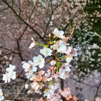 樱花已灿，春风已暖