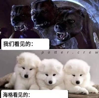 一些霍格沃兹meme