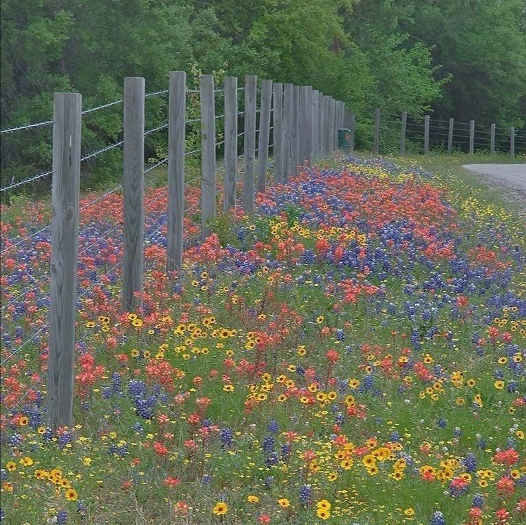 鲜花