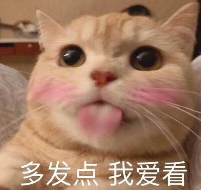 猫猫