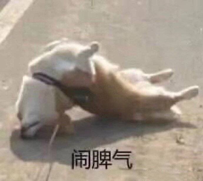 表情包 汪星人 可爱