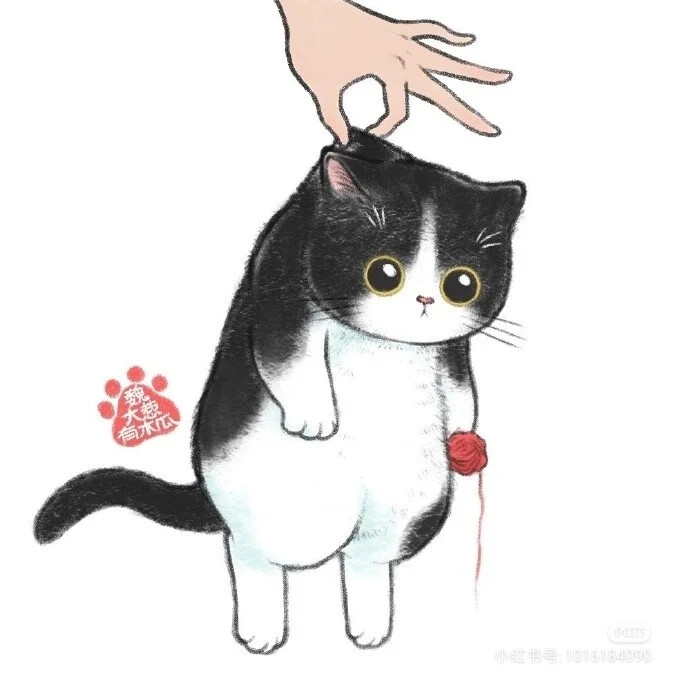 猫咪