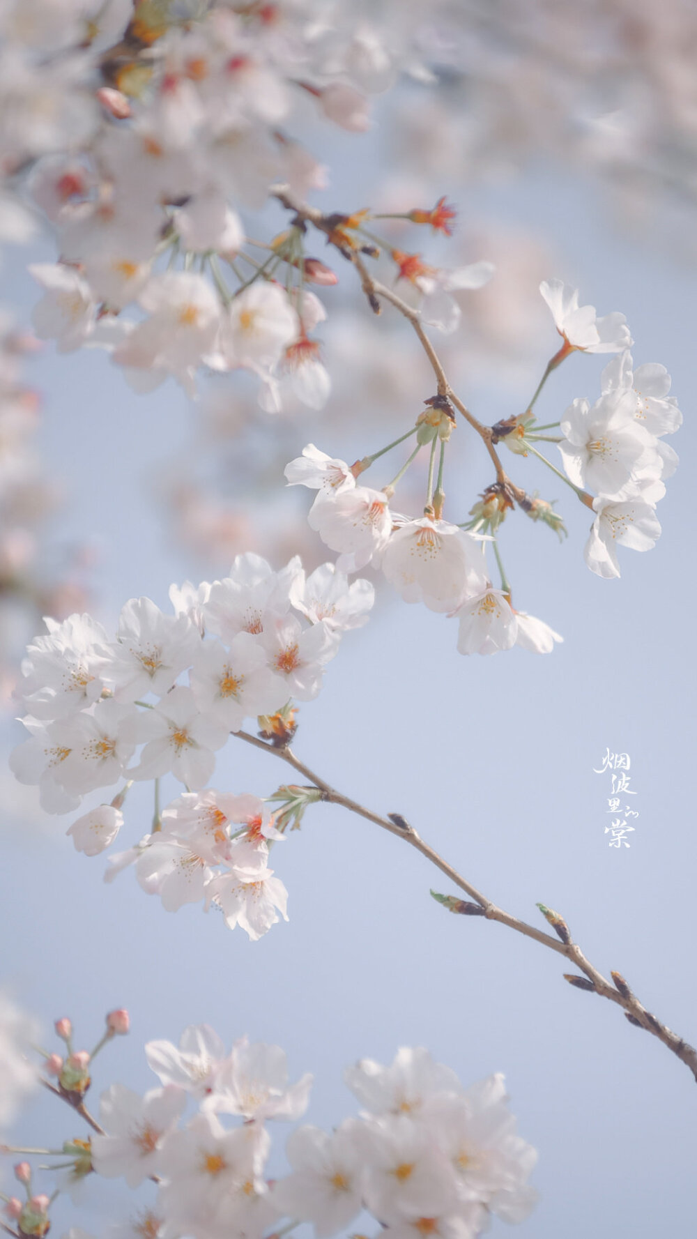 【樱花】自在飞花轻似梦 ​​​