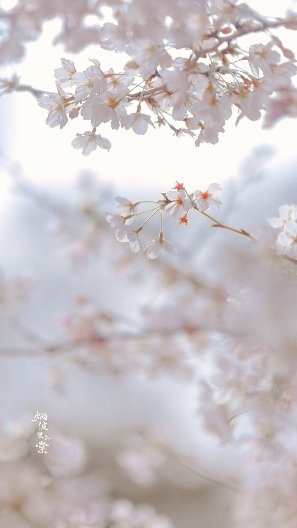 【樱花】自在飞花轻似梦 ​​​