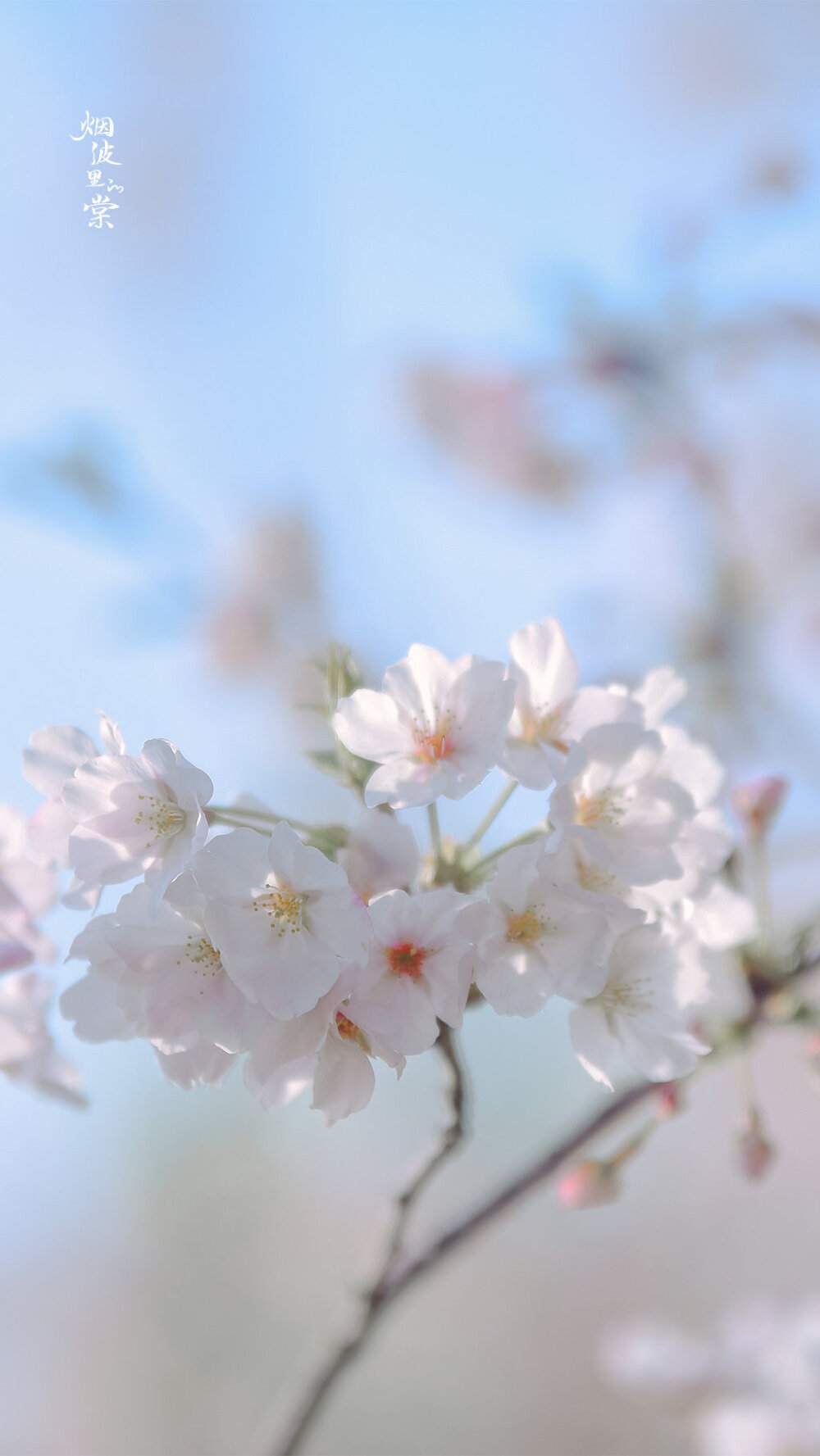 【樱花】自在飞花轻似梦 ​​​