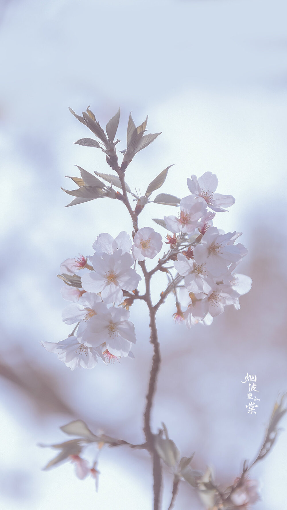 【樱花】自在飞花轻似梦 ​​​