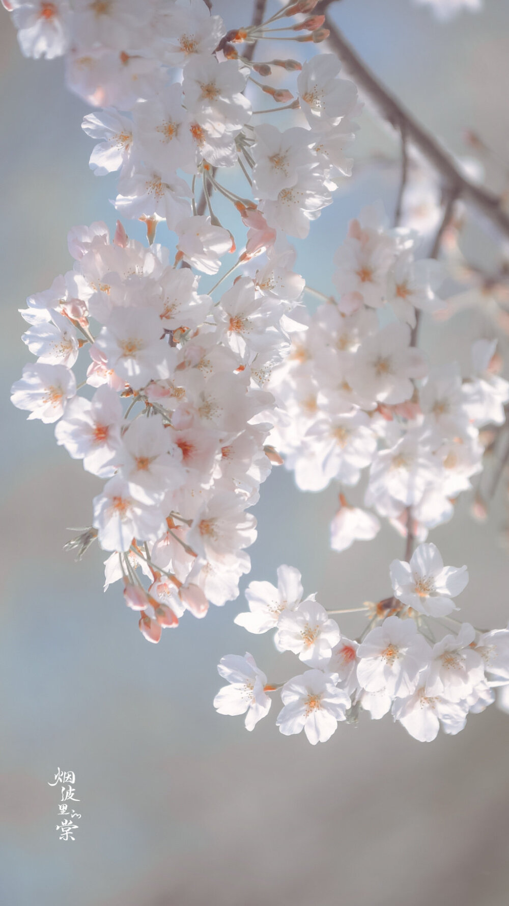 【樱花】自在飞花轻似梦 ​​​