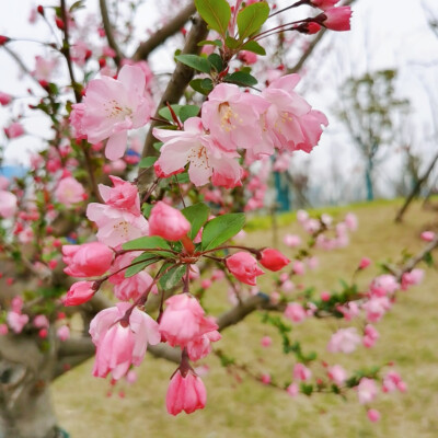 2021年春•垂丝海棠