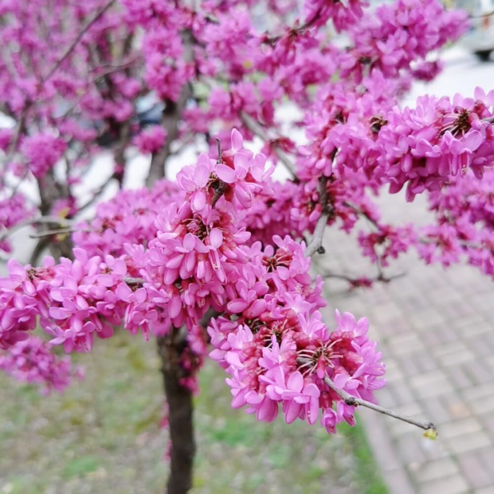 2021年春•紫荆花