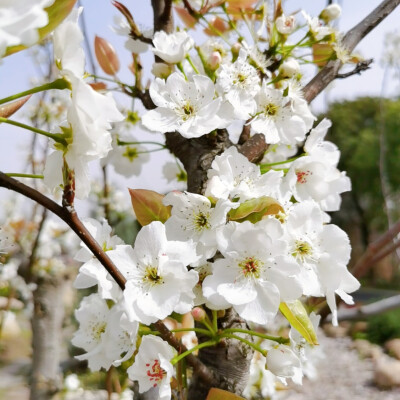 2021年春•梨花
