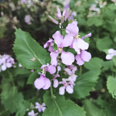 2021年春•二月兰