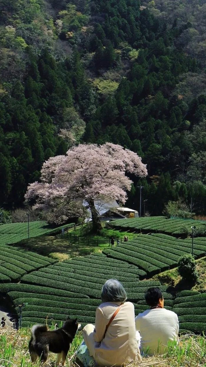 风景