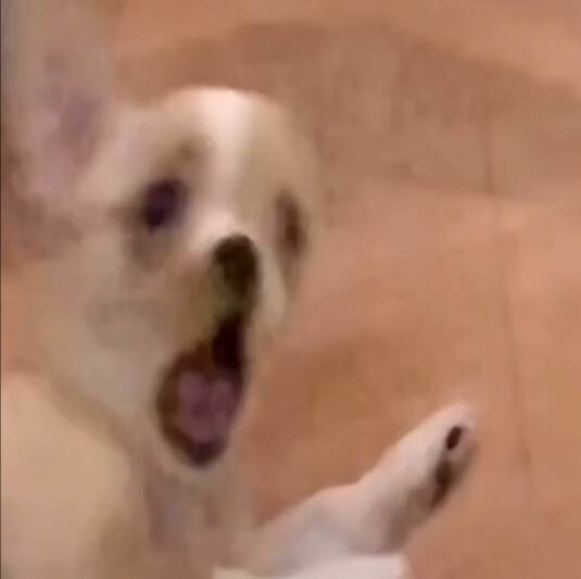 愛酱奇怪的头像增加了(^_^)