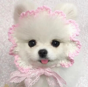 小狗