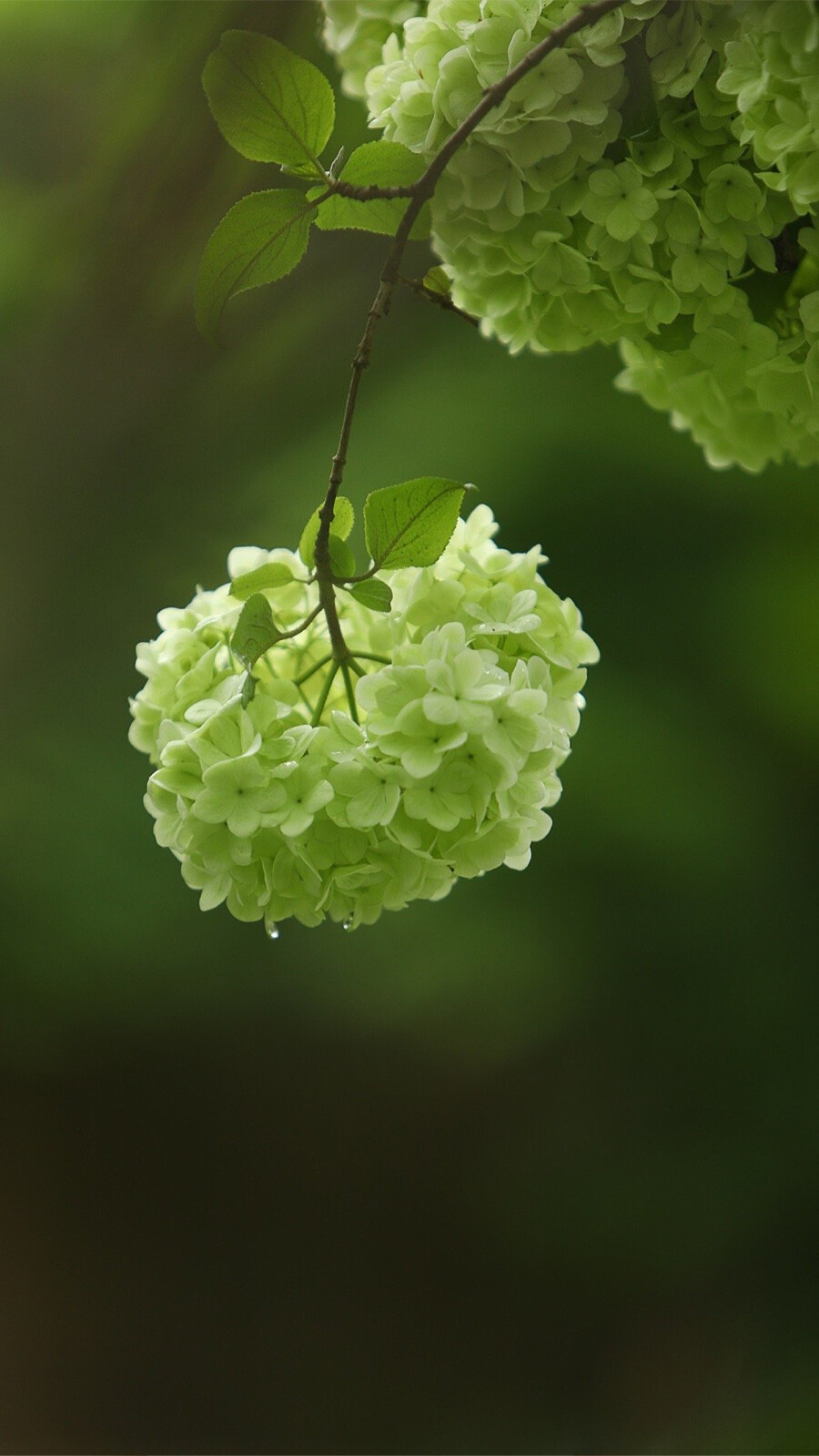 春日壁纸