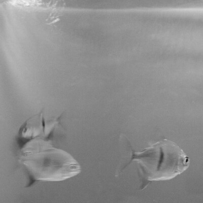 田柾国·春日邮集
