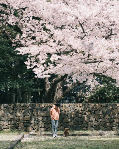 我不能遇见更多春天
但我遇见的每一个春天
都有樱花♡