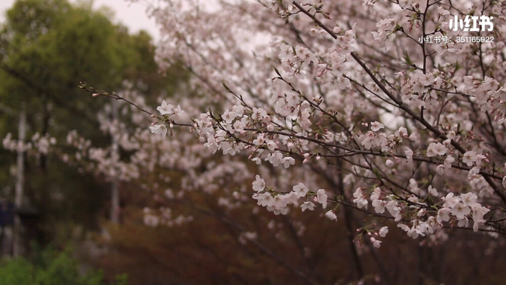 桃花