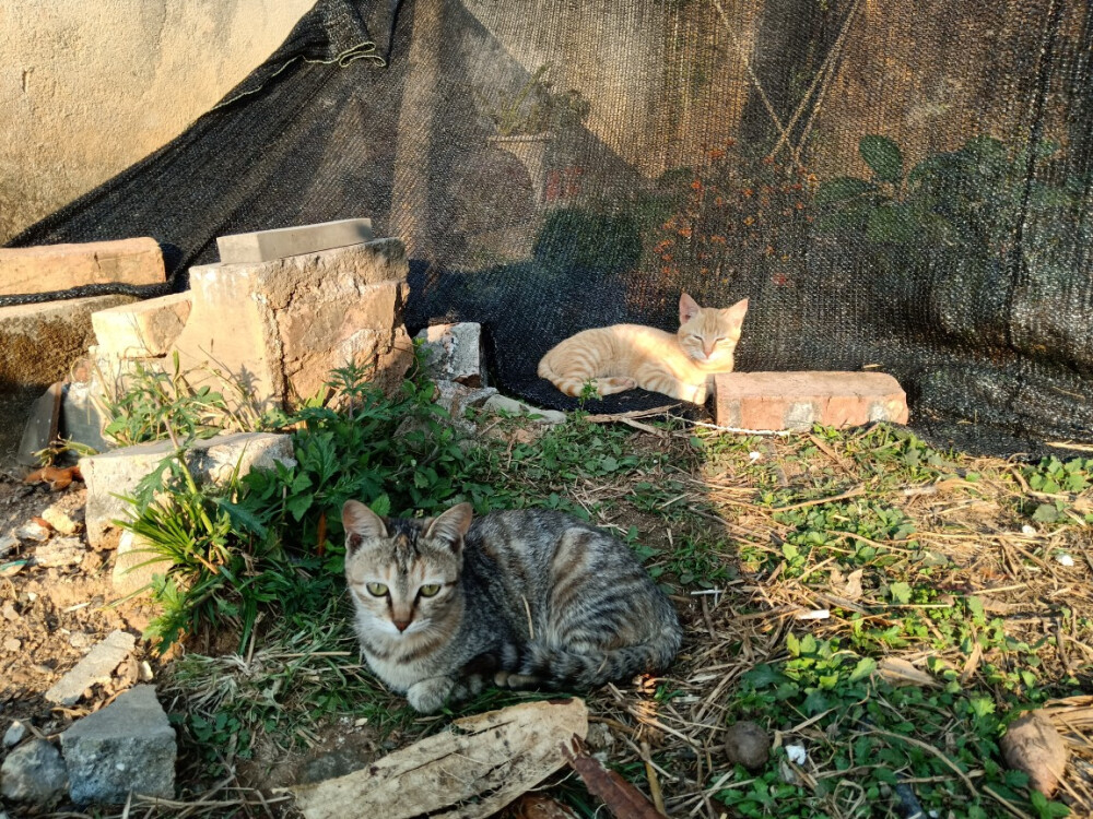 我家的猫猫们