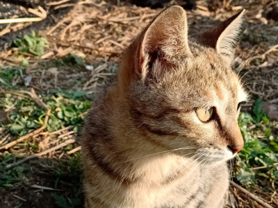 我家的猫猫们