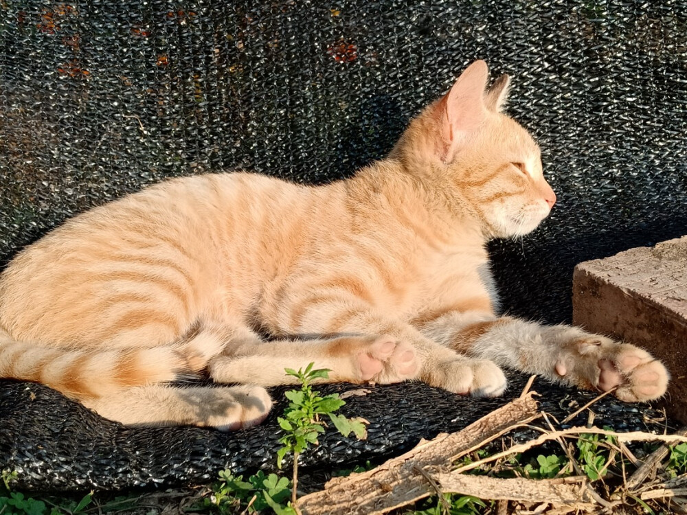 我家的猫猫们，狸花猫，橘猫，小橘子，小面包