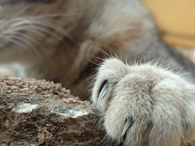 我家的猫猫们，狸花猫