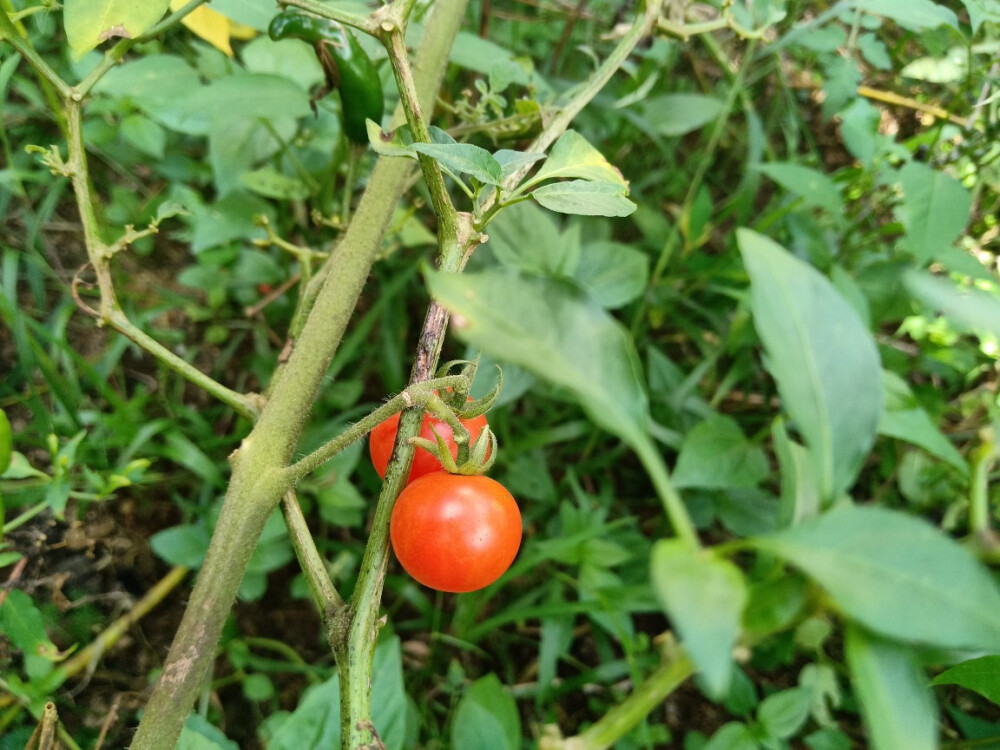 蔬菜，苦瓜，小番茄，辣椒