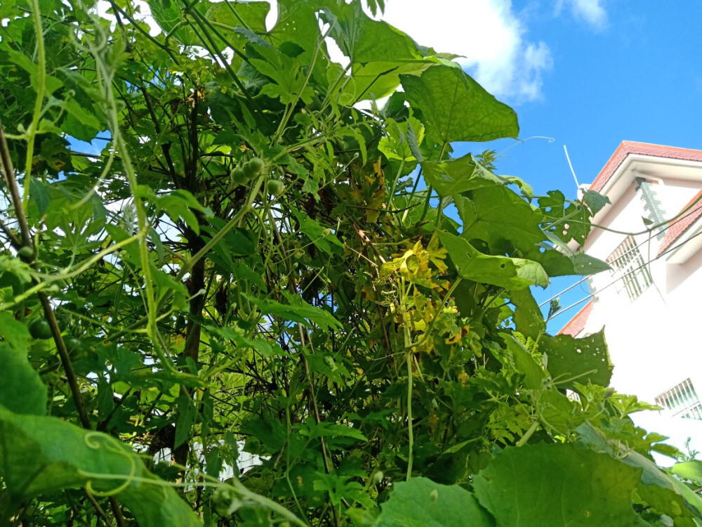 蔬菜，苦瓜，小番茄，辣椒