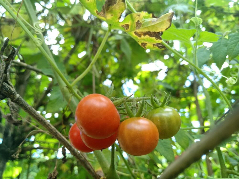 蔬菜，苦瓜，小番茄，辣椒