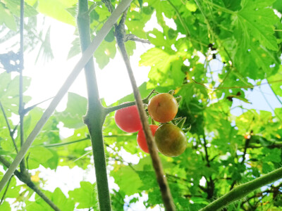 蔬菜，苦瓜，小番茄，辣椒