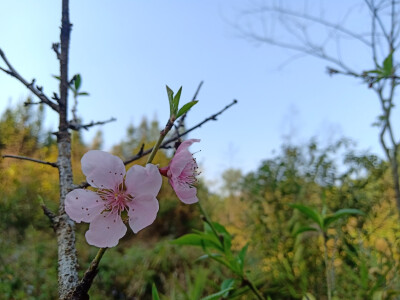 桃花