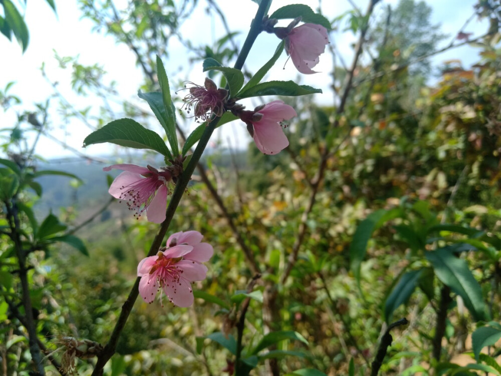 桃花