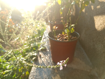 马鞭草