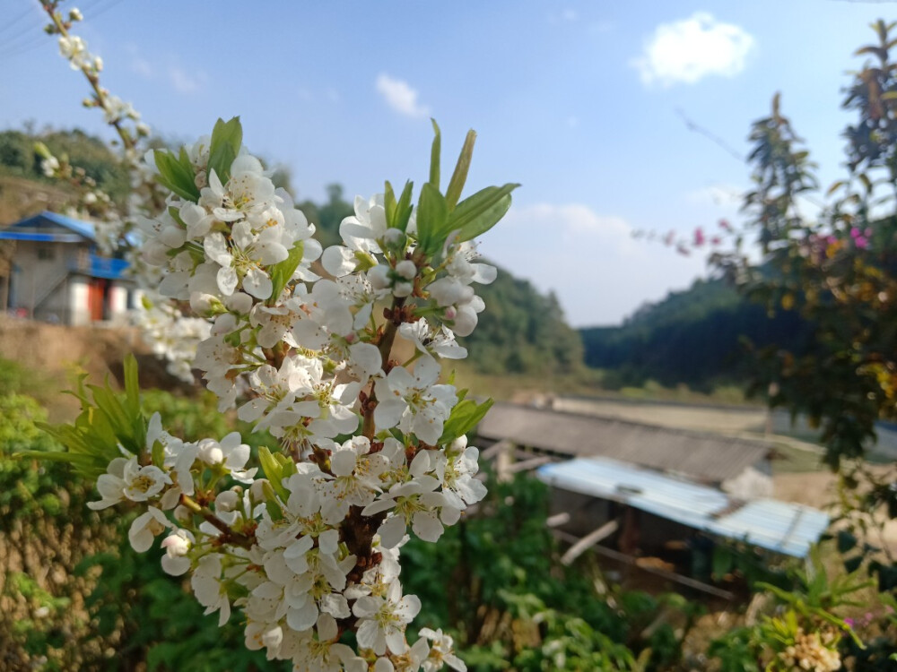 李子花