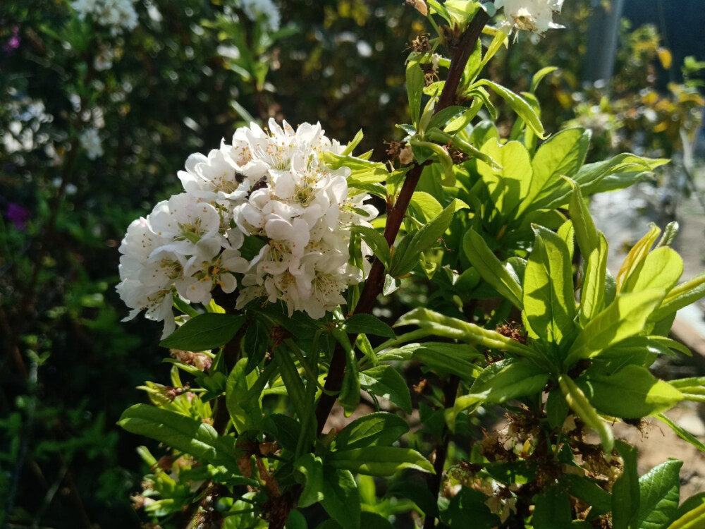 李子花