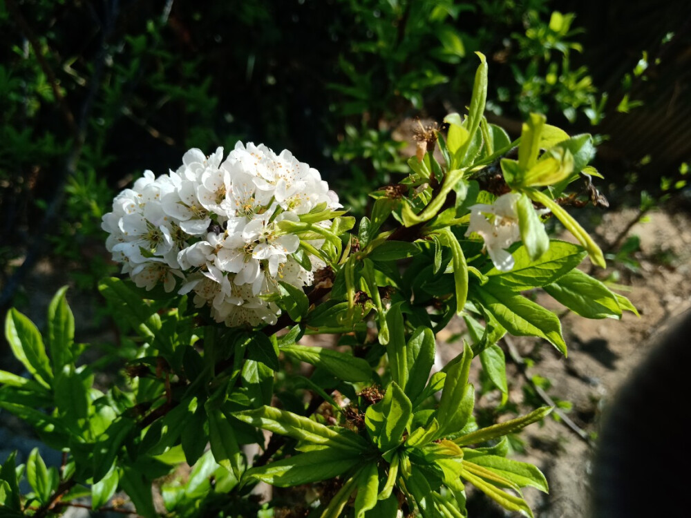 李子花