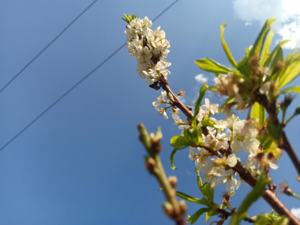 李子花