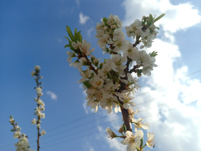 李子花