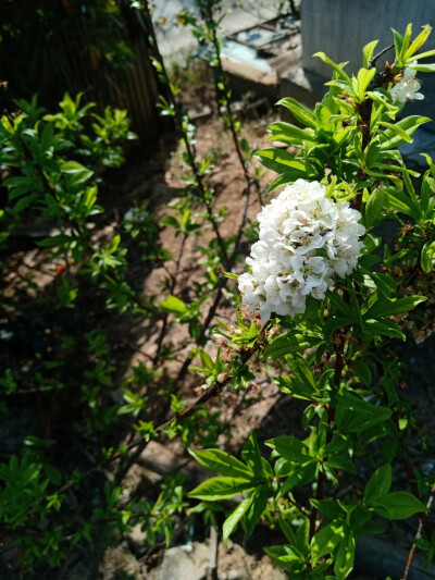 李子花