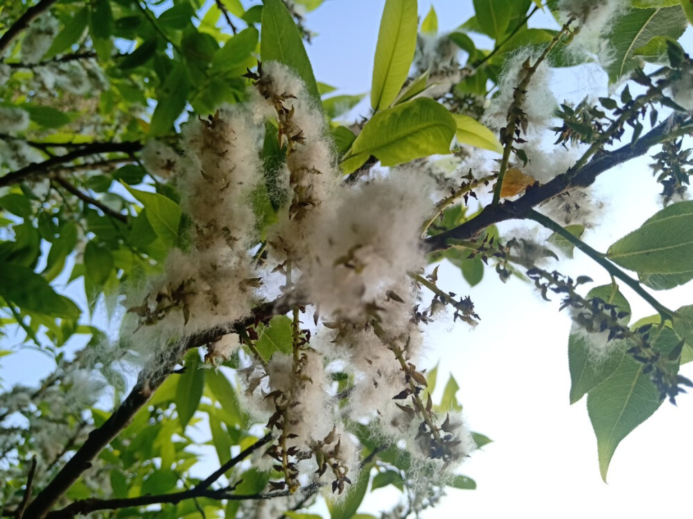 野生杨柳花