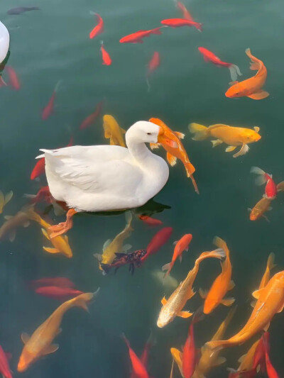 奇奇怪怪小动物大赏