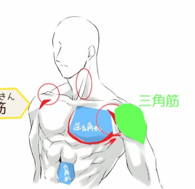 肌肉教程