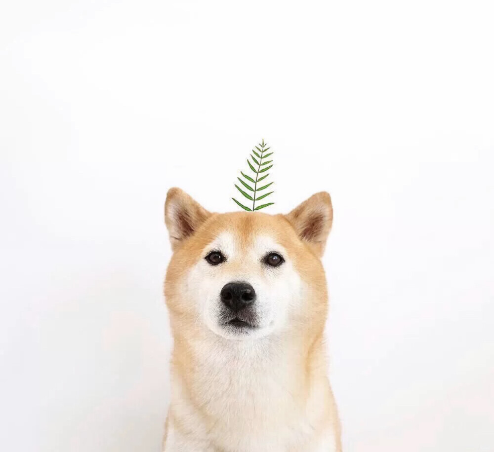 柴犬