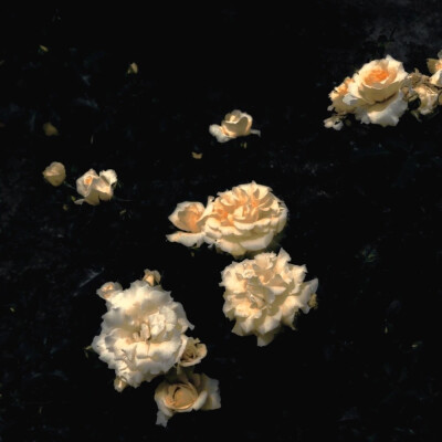 「當一束光照進黑夜 那是神明在愛你」
「夜に光が当たると神はあなたを愛している」
V 金泰亨
原截零度阁
禁二改 二传注明