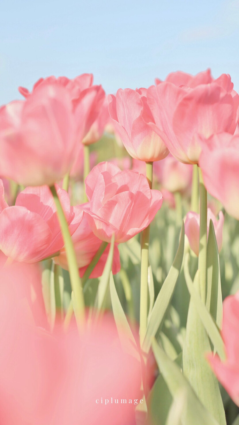 郁金香 壁纸 摄影ciplumage
