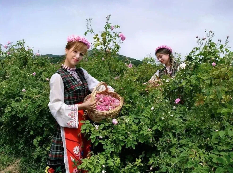 漂亮的保加利亚姑娘们踏着晶莹的露珠，来到玫瑰园一字排开，一边采花一边唱起优美的保加利亚民歌。