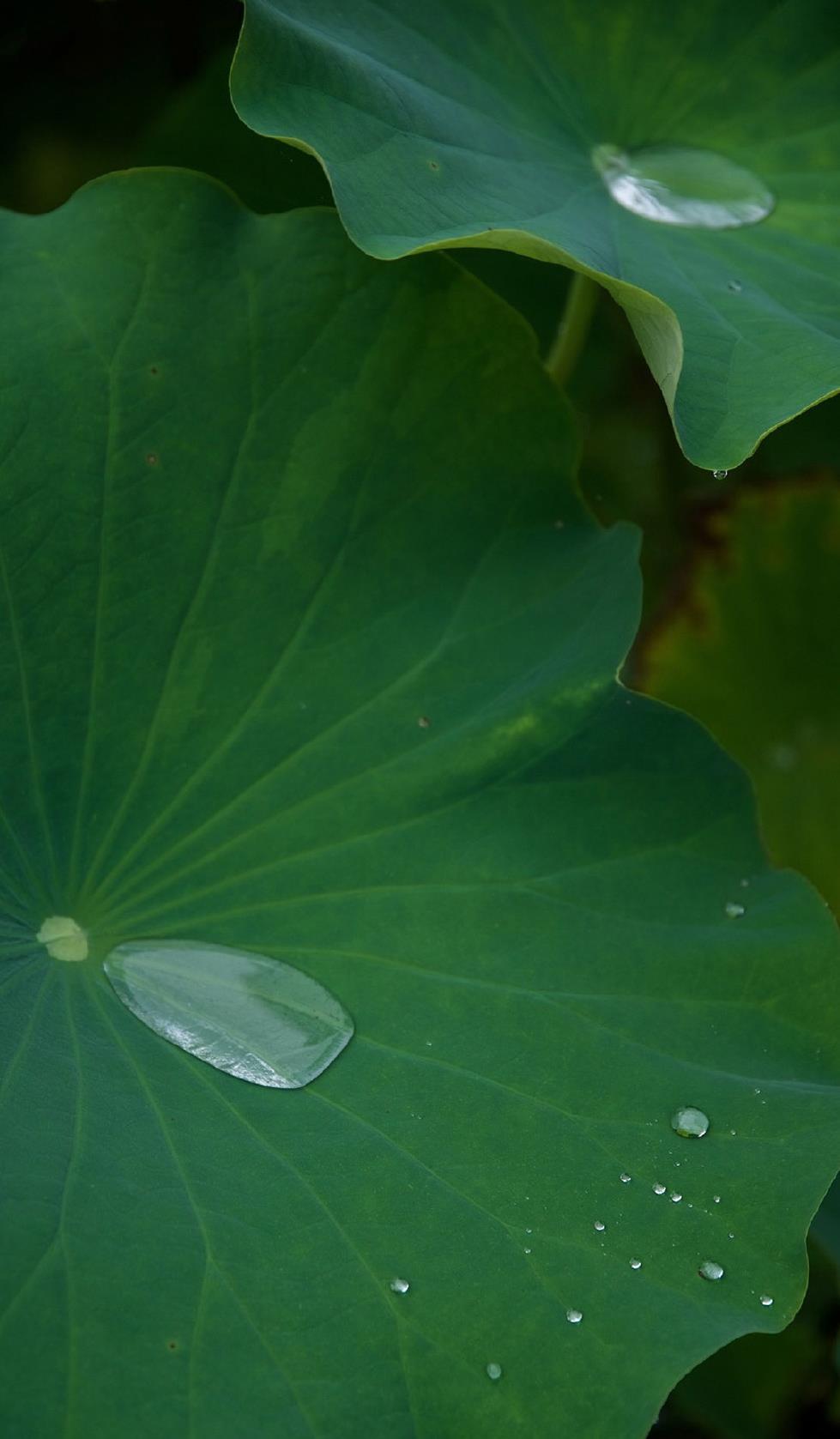 一花一世界，一叶一如来。一念悟时，众生是佛。若识自性，一悟即至佛地。我本元自性清净。善知识！于念念中，自见本性清净，自修、自行，自成佛道。