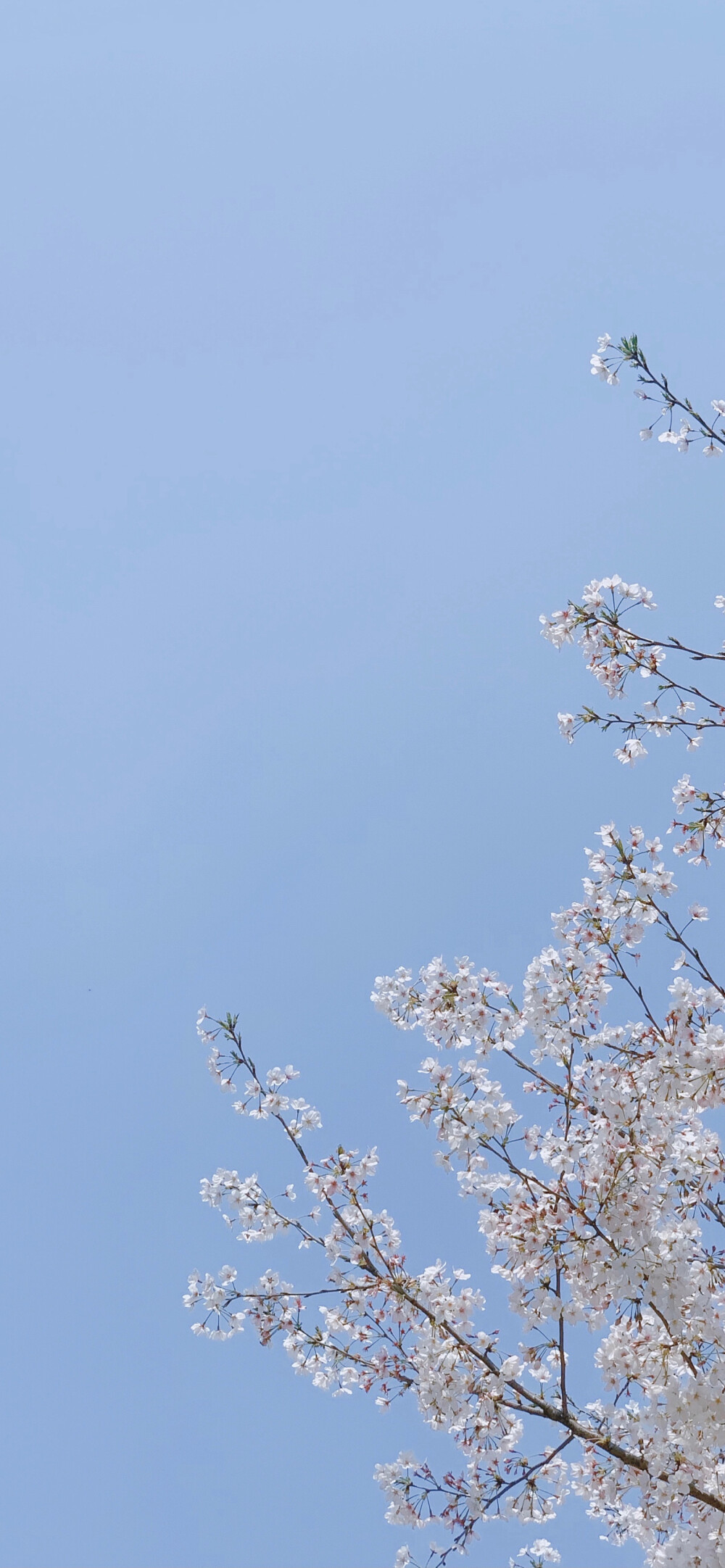 朝花夕拾